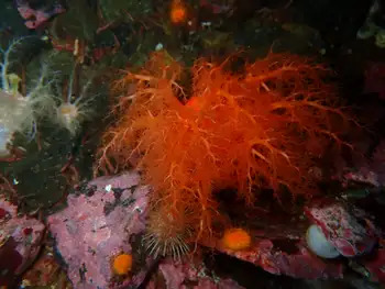 Red Sea Cucumber