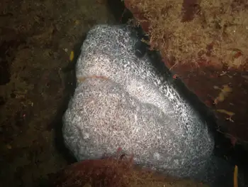 Wolf Eel