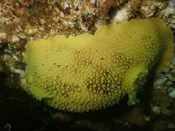 Noble Sea Lemon