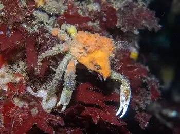 Moss Crab