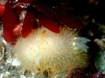 Sandalwood Nudibranch