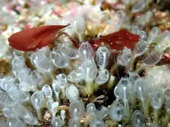 Yellow Social Tunicate