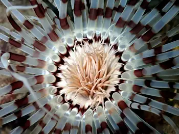 Tube Dwelling Anemone