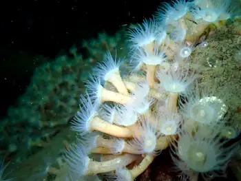 orange zoanthid
