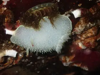 Nanaimo Nudibranch
