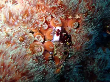 Anemones