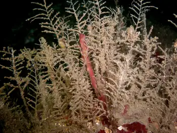 Coarse Sea Fir Hydroids