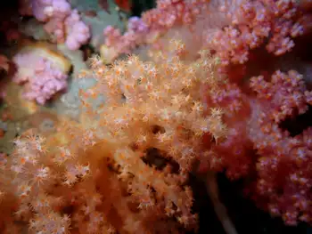 Orange Mouthed Soft Coral