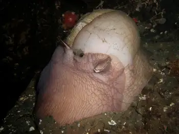 Moon Snail