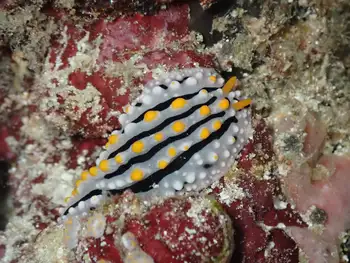 Varicose Phyllidia Nudibranch