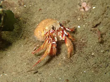 Blackeyed Hermit Crab