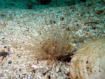 Tube Dwelling Anemone