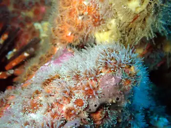 Anemones
