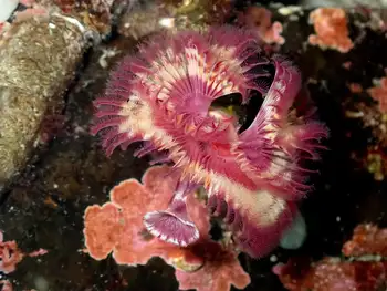 Orange Feather Duster Worm