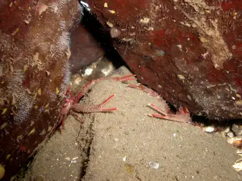Squat Lobsters