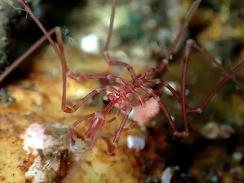 eggs giant sea spider