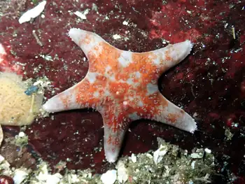 Leather Star