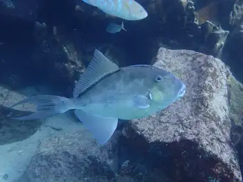 finescale triggerfish