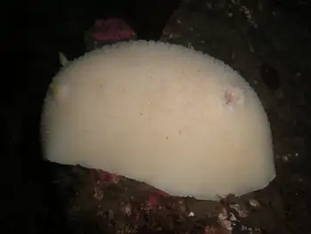 White Nudibranch
