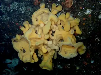 Cloud Sponge