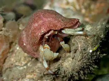 Hermit Crab