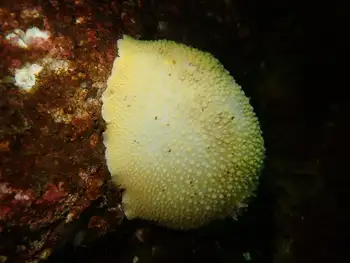 Noble Sea Lemon