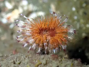 Orange Feather Duster Worm