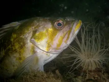 Copper Rockfish