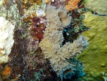 Sponge