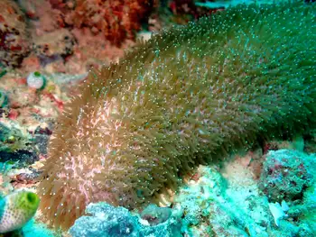 feather coral