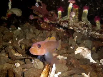 Blackeye Goby