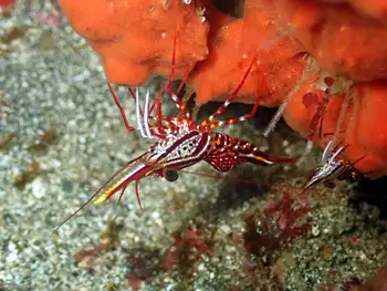 Hingebeak Prawn