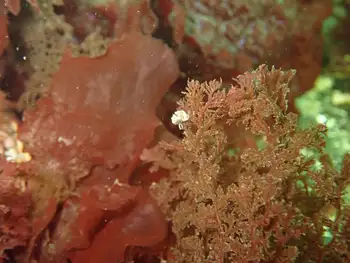 grunt sculpin