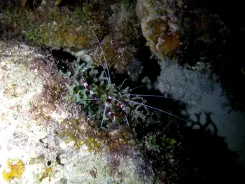 Banded Coral Shrimp