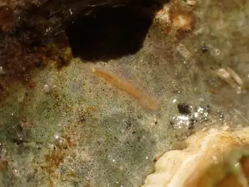 Worm