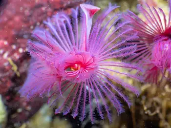 red trumpet calcareous tube worm