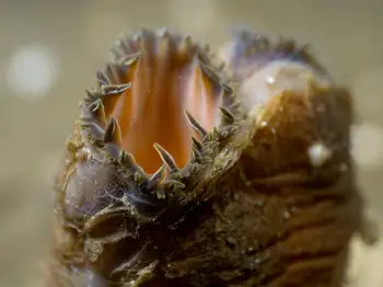 geoduck clam