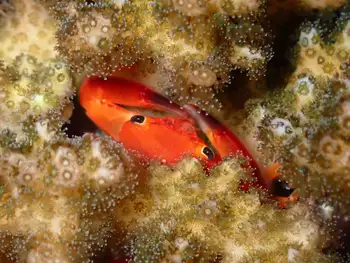 Red Dotted Coral Crab