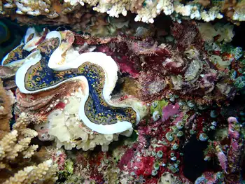 Bearded Scorpion Fish