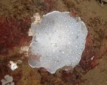 California Berthella
