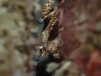 Spiny Lithoid Crab