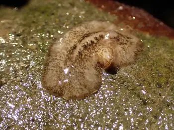California Flatworm