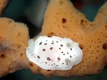 Leopard Nudibranch