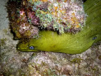 Green Moray Eel
