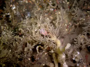Hydroids