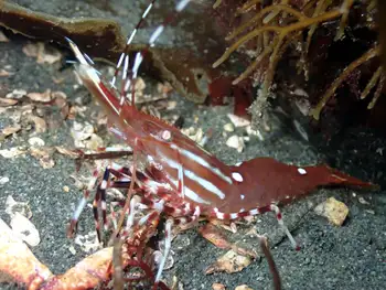 Pacific Prawn