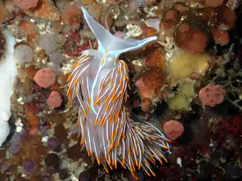 Horned Nudibranch