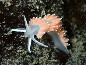 Red Gilled Nudibranch