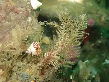 Hydroids