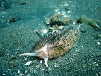 Shaggy Mouse Nudibranch